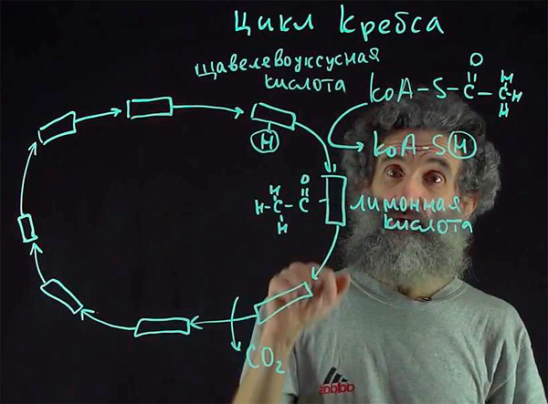 Цикл Кребса - один из важнейших процессов, протекающих в каждой клетке - он обеспечивает клеточное дыхание и производство многих метаболитов.